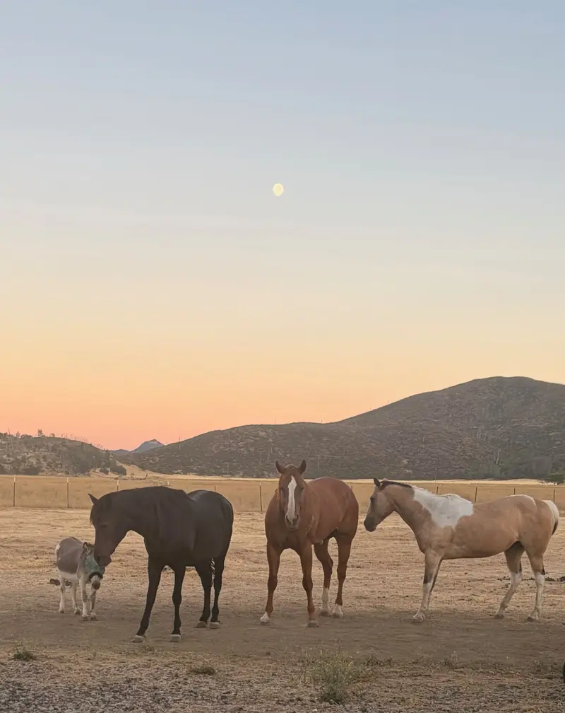 Heather's horses and Diego the mini donkey at dusk, with a full moon over the hills